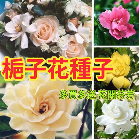 梔子花種子哪裡買|現貨 梔子花種子 濃香型梔子花（種子）特價 梔子花種子 多品種